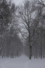 Winter scenery, snowstorm in park