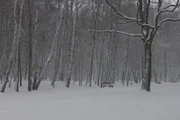 Winter scenery, snowstorm in park