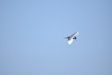 Fototapeta na wymiar River tern bird in flight