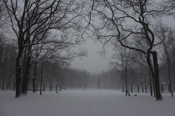 Winter scenery, snowstorm in park