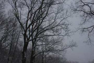 White wood covered with frost frosty landscape