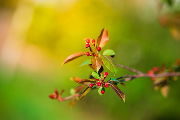 Apple tree branch in bloom in the spring Park.