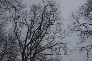 White wood covered with frost frosty landscape