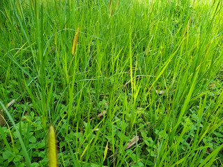 reeds flower in the wind green grass leaf natural