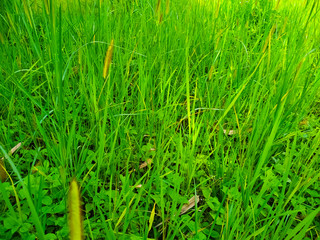 reeds flower in the wind green grass leaf natural