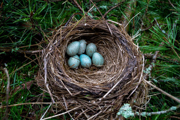 Obraz premium Blackbird nest with blue eggs