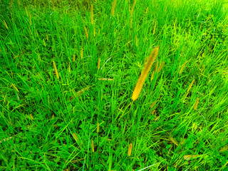 reeds flower in the wind green grass leaf natural