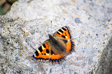Fototapeta na wymiar Painted Lady- Butterfly