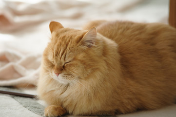 Fototapeta na wymiar 眠たい猫のマンチカン