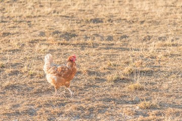 Brown chicken live outdoors at bio poultry farm grass meadow. Rural agriculture scene with free happy hen outdoor. Ecological animal farming and self sufficiency by sustainable fowl livestock