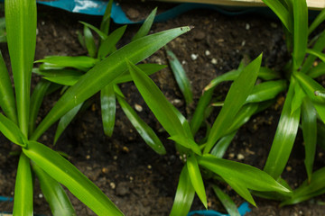 Green lily Chlorophytum comosum Green spider plant in close-up growth decoration plant robust houseplant