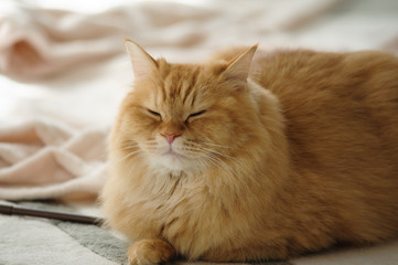 眠たい猫のマンチカン