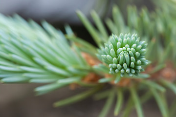 Little spruce fresh spikes opening  