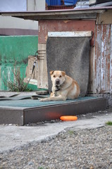 Sad dog near the booth on a chain.