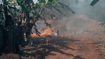 Global warming crisis. Slash and burn agriculture. Climate change, deforestation.