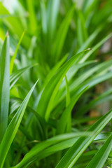 Green lily Chlorophytum comosum Green spider plant in close-up growth decoration plant robust houseplant