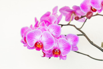 Fototapeta na wymiar Beautiful colored Phalaenopsis orchid flowers.