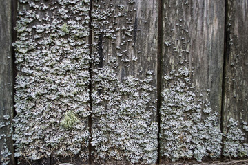Obraz premium background texture wood tree bark Board