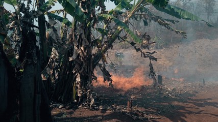 Global warming crisis. Slash and burn agriculture. Climate change, deforestation.