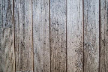 background texture wood tree bark Board