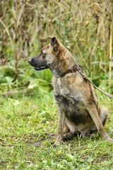 brown dog, on a leash on the grass,, mestizo, animals from the shelter