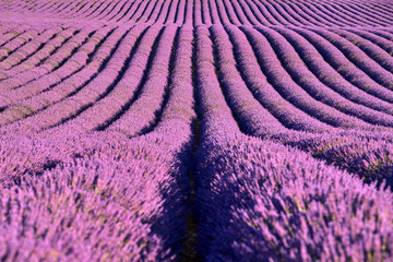Fototapeta na wymiar Lavender fields of Provence in summer. Plateau de Valensole, Alpes-de-Haute-Provence, European Alps, France