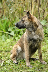 brown dog, on a leash on the grass,, mestizo, animals from the shelter