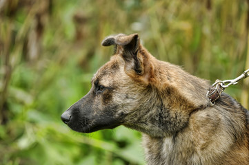 brown dog, on a leash on the grass,, mestizo, animals from the shelter