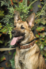 brown dog, on a leash on the grass,, mestizo, animals from the shelter