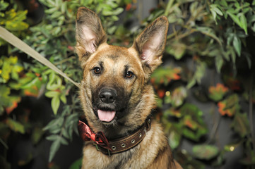 brown dog, on a leash on the grass,, mestizo, animals from the shelter