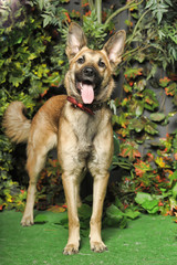 brown dog, on a leash on the grass,, mestizo, animals from the shelter