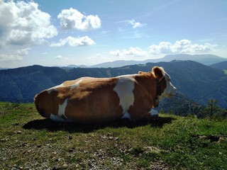Gemütliche Kuh auf einer Wanderung in den Alpen
