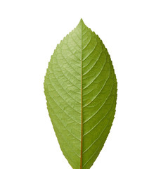 green sweet cherry leaf isolated on white background