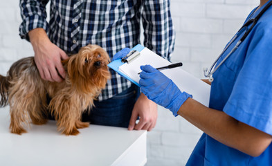 Cropped view of client with Yorkshire terrier on visit to veterinarian doctor in clinic