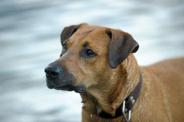 happy red dog swimming