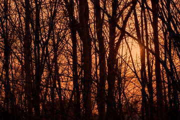 Silhouette of tree branches at sunset. Abstract background.