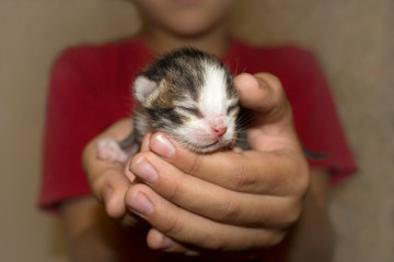 boy holds newborn blind kitten in his arms