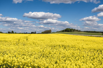 Obraz premium Field of beautiful springtime golden flower of rapeseed with blue sky