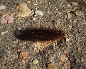 Caterpillar