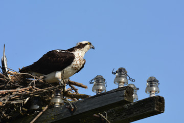 Osprey on nest