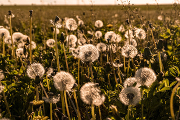 field of dandelions in the rays of the setting sun