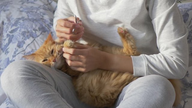 Woman is stroking cute ginger cat in bed. Fluffy pet purring with pleasure. Mornng bedtime in cozy home.