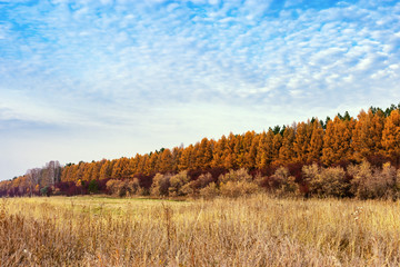 Agricultural fields after harvesting. Autumn rural landscape. Bright colors of autumn.