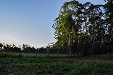 Bosque de Eucalyptus 