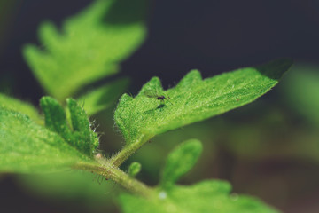Aphids on the green tomato leaf plant
