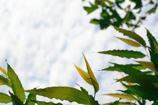 Polyalthia longifolia green leaves and blue cloud sky with natural background.