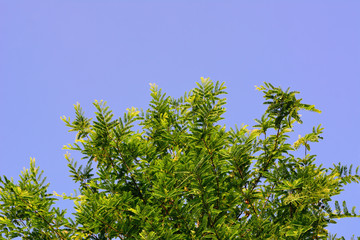 Tamarind green leaves and blue sky with natural background.