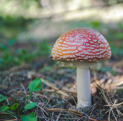 Close up picture of dark red fly agaric in the forest as nature concept wallpaper between green grass and autumn brown leaves with bright color of mushroom head as poison detail, forest wild fruit