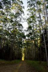 Obraz premium Floresta de eucaplyptus em dia de Sol 