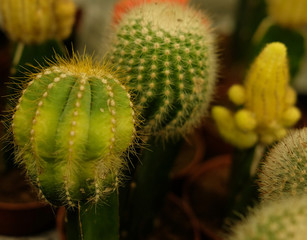 Various types of green cactus pots in the shop